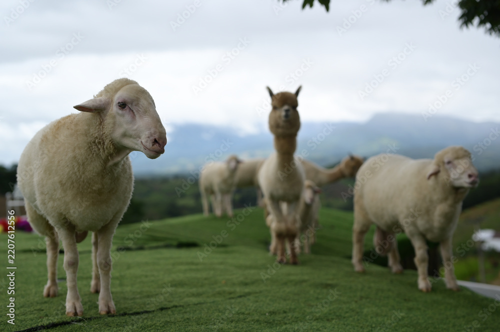 Obraz premium Sheep alpaca farm animal green grass outdoor countryside cloudy sky standing livestock rural peaceful nature grazing