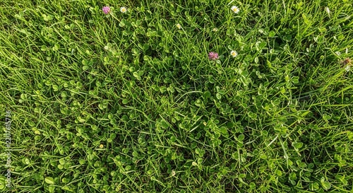 Emerald Carpet, Kissed by Sun