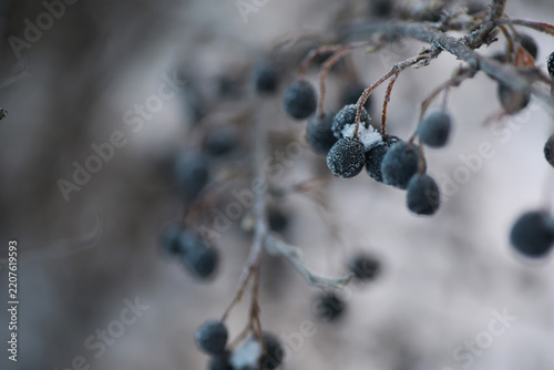 White snow on a bare tree branches on a frosty winter day, close up. Natural background. Selective botanical background.
