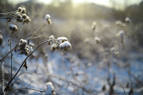 White snow on a bare tree branches on a frosty winter day, close up. Natural background. Selective botanical background.