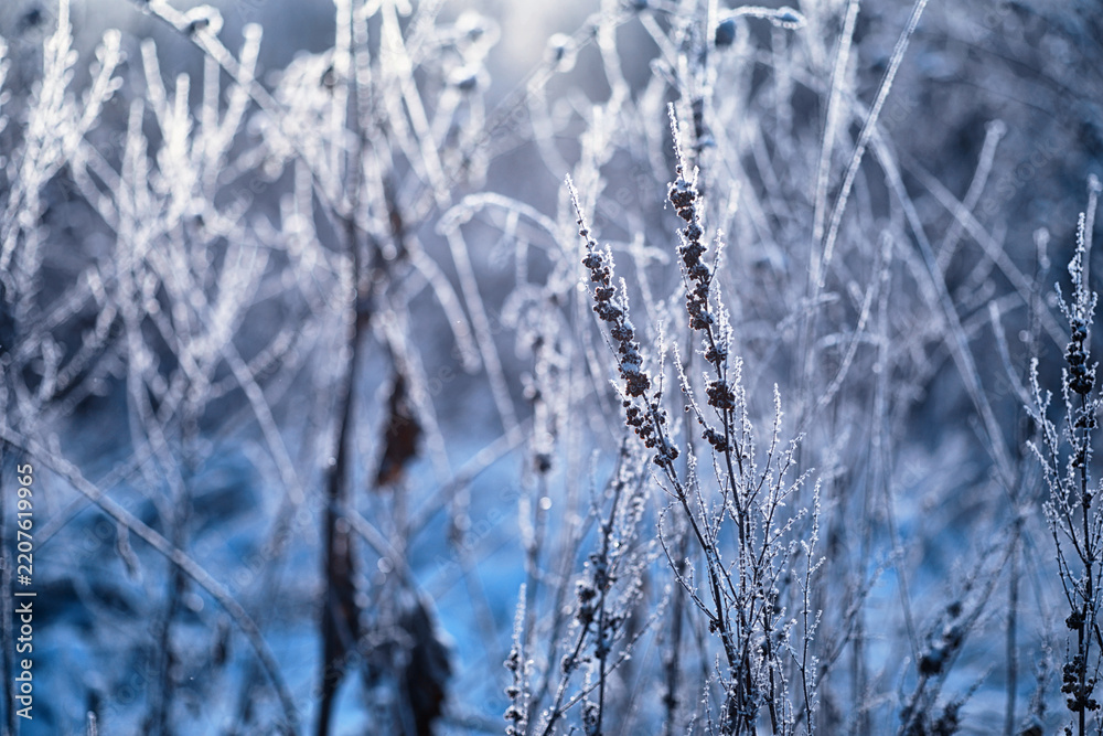 Obraz premium Winter atmospheric landscape with frost-covered dry plants during snowfall. Winter Christmas background