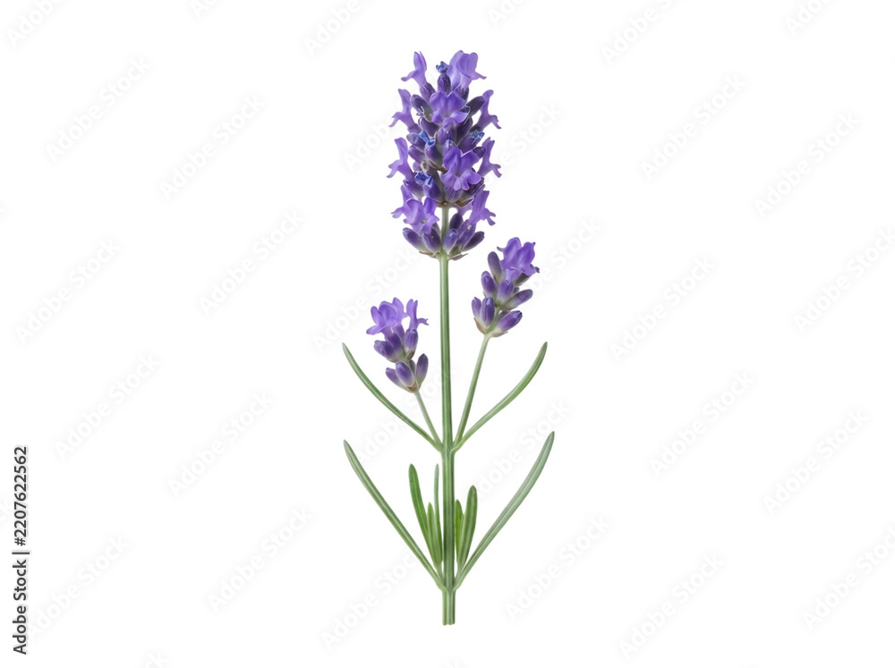 Fototapeta premium Fresh sprig of purple lavender flower isolated on transparent background for cosmetic and wellness design usage