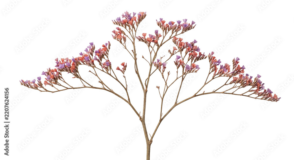 Fototapeta premium Delicate dried statice flower branch with tiny pink and purple blossoms, captured against a clean white background