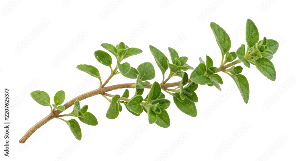 Fototapeta premium Fresh green oregano sprig with small fuzzy leaves and a brown stem, captured on a clean white background