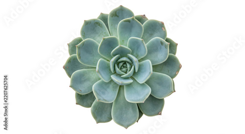 Fotografie Beautiful green succulent plant with thick fleshy leaves arranged in a perfect r