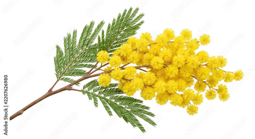 Obraz premium Vibrant yellow mimosa flowers with delicate green leaves on a branch, beautifully isolated against a clean white background