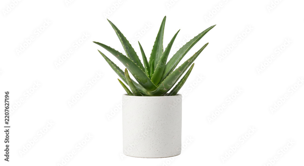 Obraz premium Vibrant green aloe vera plant with thick, spiky leaves sits in a simple white ceramic pot against a clean white background