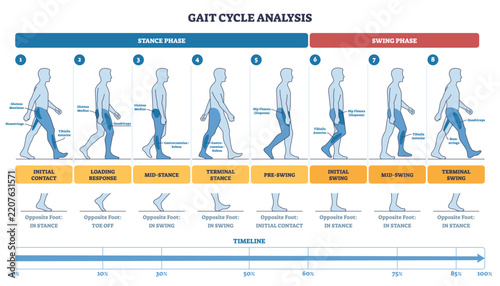 Gait cycle analysis outline of stance and swing phases with walking figures, key muscles, and a timeline from initial contact to terminal swing. Outline diagram