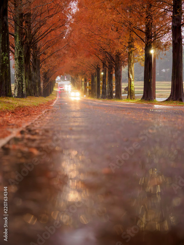 雨の日。秋の風景。紅葉の並木道。夕暮れ。車のヘッドライト。濡れた道路の反射。縦構図