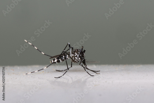 Aedes aegypti mosquito carrying tropical disease pathogens
