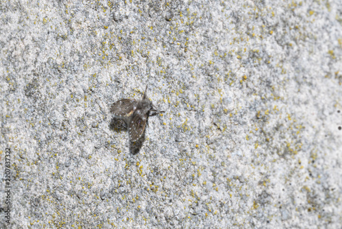 Moth fly resting on a textured concrete surface