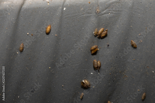 Carpet beetle larvae shells creating an indoor pest infestation