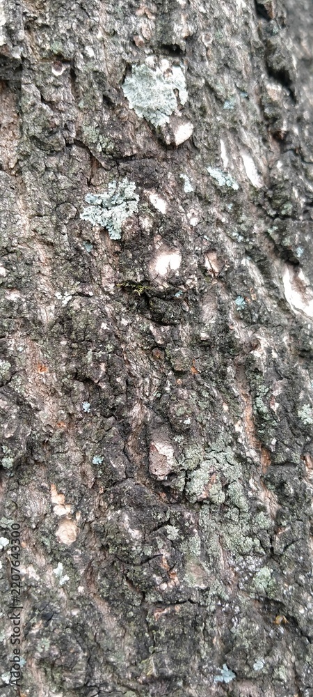 Fototapeta premium Hard Wood Surface Texture of a Mango Tree Trunk