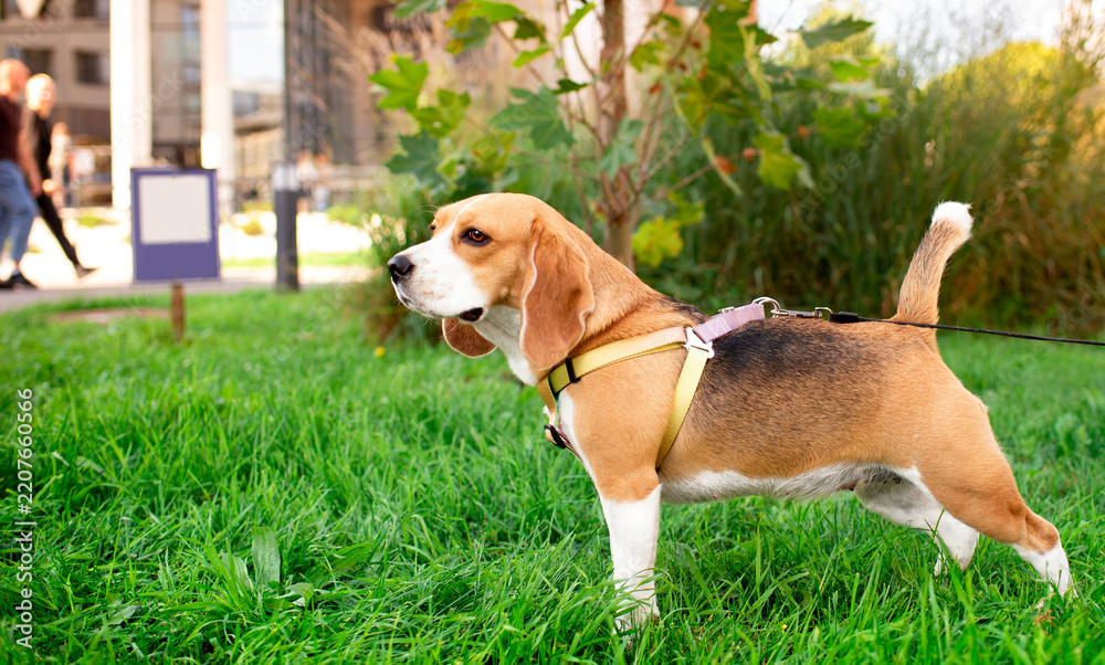 Obraz premium A Beagle stands sideways in the grass. The dog is three years old. She is wearing a harness and a leash. City setting. Dog training and walking. Horizontal, blurred photo.