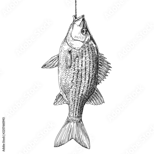 Vintage Sea Bass on Rope Vector Hand Drawn Ink Illustration Fresh Catch Fish Hanging Spiny Fin High Contrast Seafood Sketch