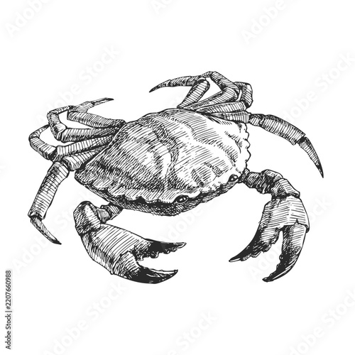 Vintage Brown Crab Vector Hand Drawn Ink Illustration Edible Crab with Black Claws Matte Textured Carapace Seafood Menu Isolated Sketch