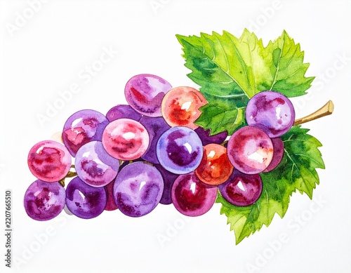 Watercolor grape bunch illustration on white background
