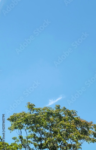 sky and tree