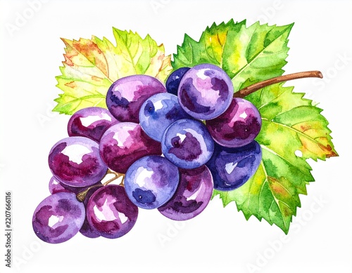 Watercolor illustration of juicy ripe grape bunch
