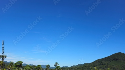 trees and sky