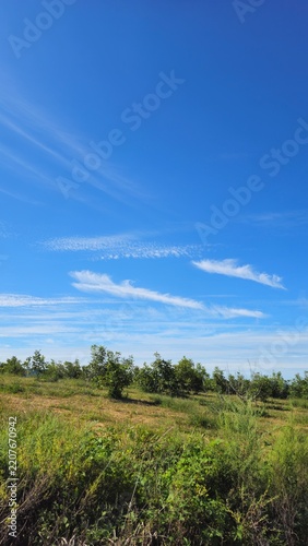 green field and blue sky