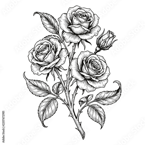 Black and white sketch of three roses on a stem