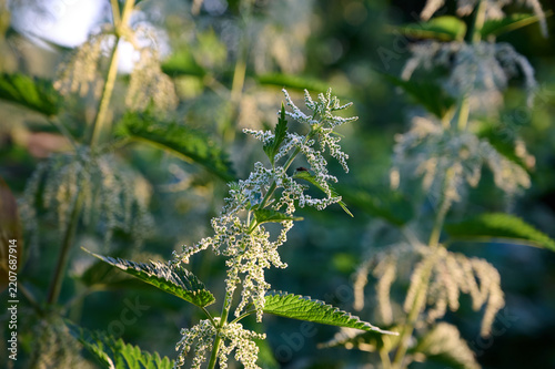 Blooming stinging nettle (Urtica dioica) close up in a summer field.