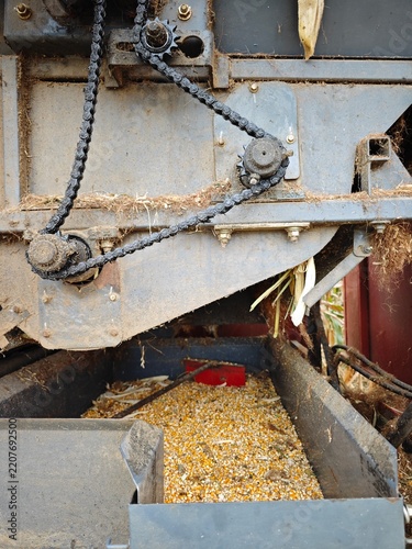 Agricultural Corn Harvesting Machine Working in a Cornfield