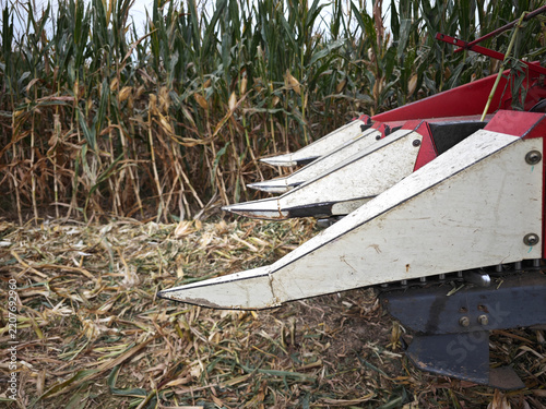 Agricultural Corn Harvesting Machine Working in a Cornfield