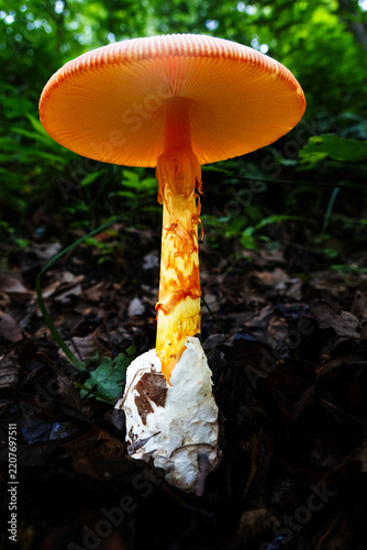 キノコ