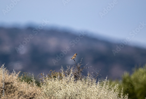 Beautiful birds in close-up in their natural habitat, summer on the island of Crete