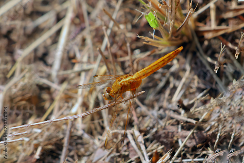 une libellule dorée sympetrum