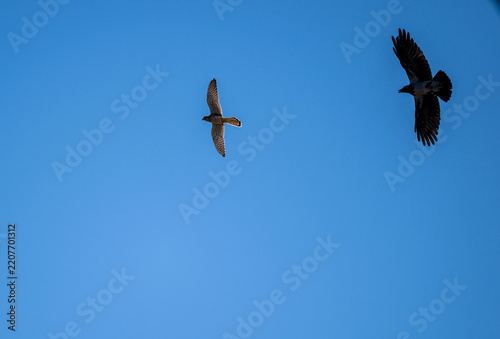 Beautiful birds in close-up in their natural habitat, summer on the island of Crete