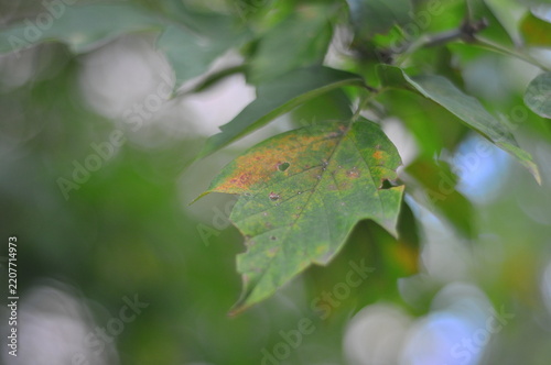 green leaves on the tree