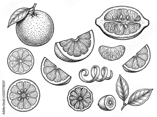 Hand drawn black ink sketch of citrus fruit slices, orange, lemon and lime segments on white background