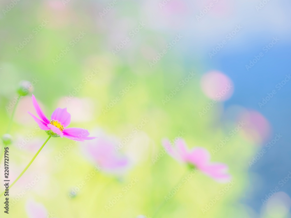 Obraz premium ピンクの花。朝日に透ける花びら。花畑の中で目立つ一輪。やわらかくボケたカラフルな花畑。秋の公園や花壇を彩るコスモスのある風景。自然風景素材。