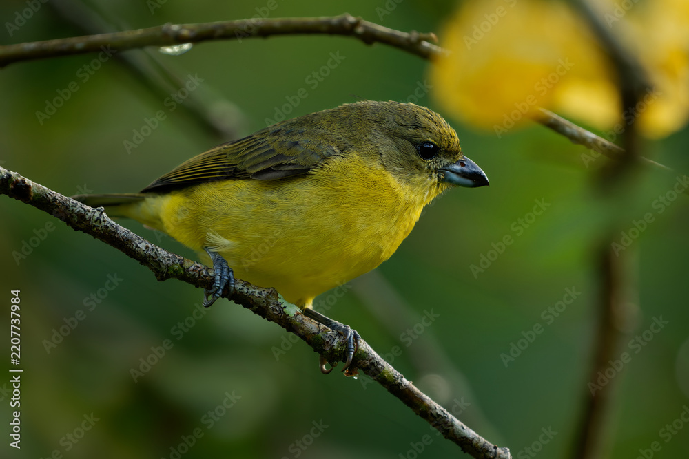 Obraz premium Thick-billed Euphonia Euphonia laniirostris, olive and yellow female finch sitting on twig with yellow flower in background, small songbird in tropical forest of Colombia, South America