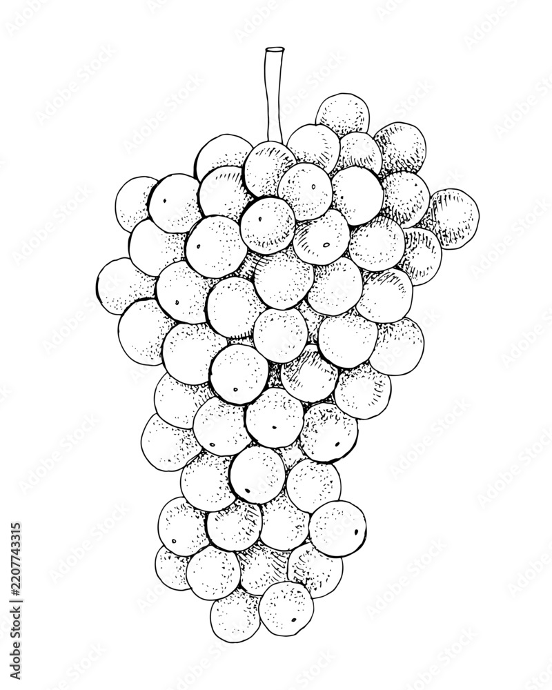 Obraz premium White grapes cluster hand sketched vector