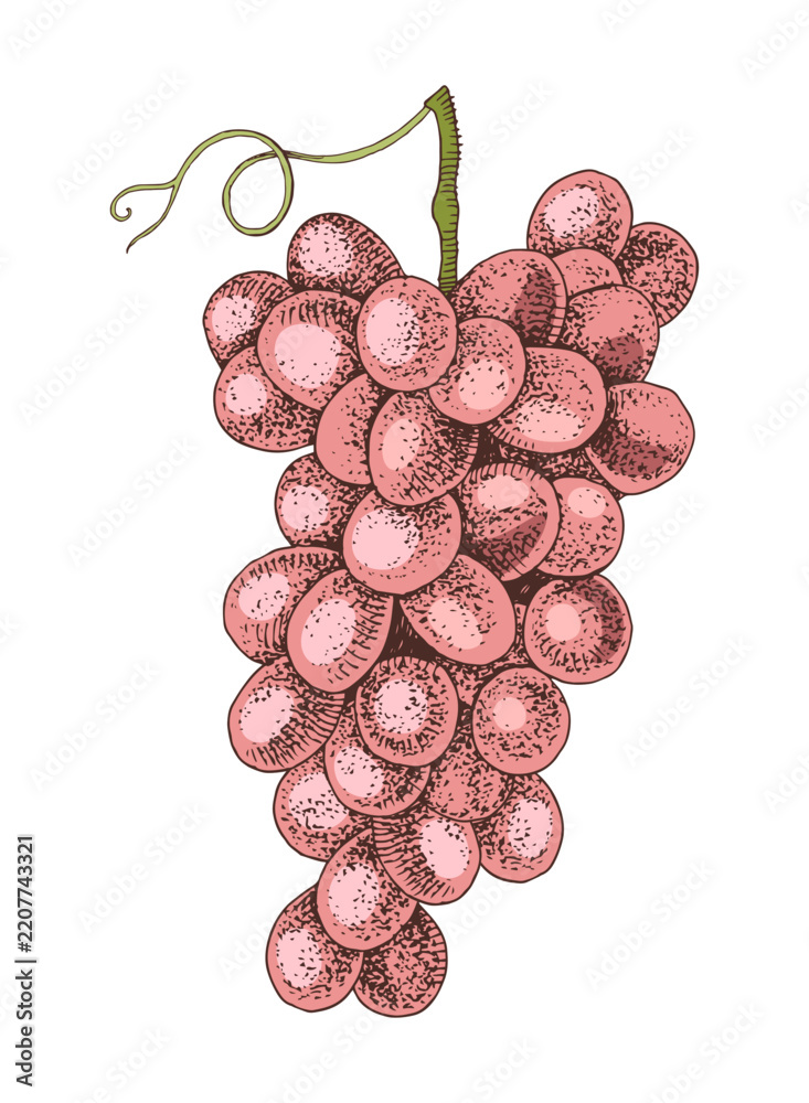 Obraz premium Pink grapes cluster hand sketched vector