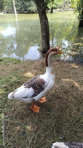 A picture of goose duck with selective focus