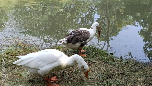 A picture of goose ducks with selective focus