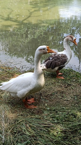A picture of goose ducks with selective focus