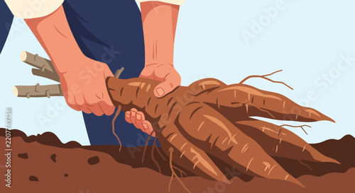 Farmer Harvesting Cassava Roots from the Ground