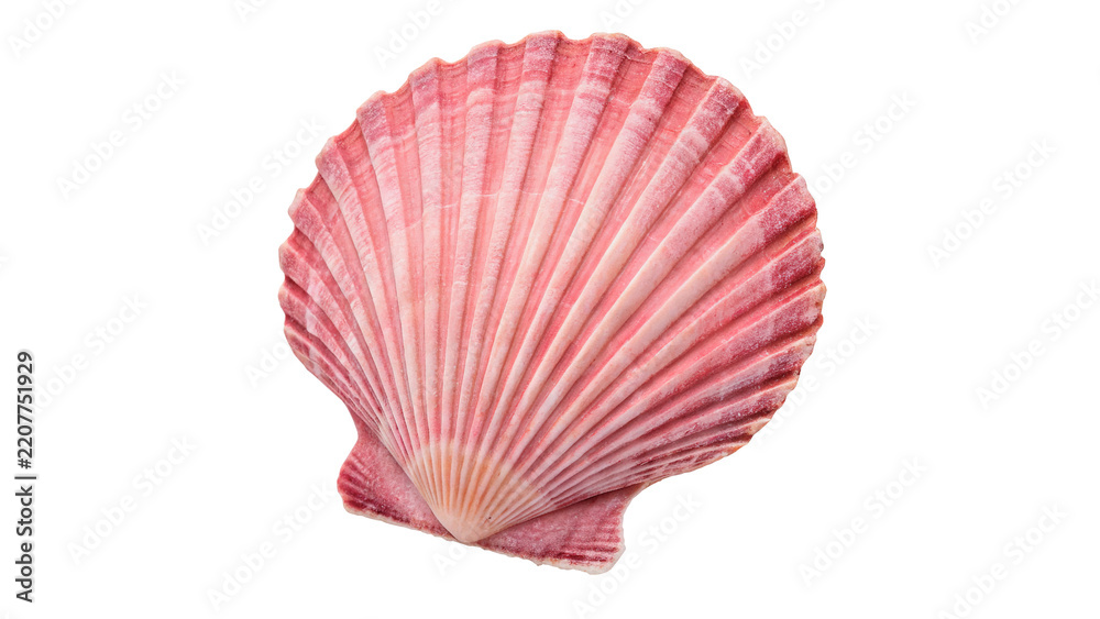Fototapeta premium Natural organic pink scallop sea shell specimen on transparent background