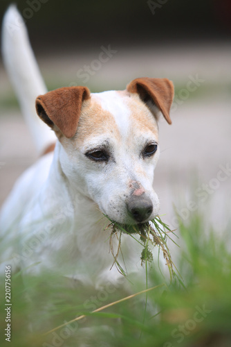 jack russel terrier doing what he was bred for