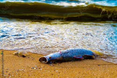 Dead Fish on Beach in Thailand