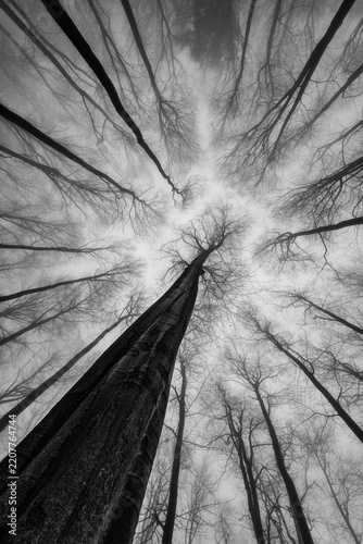 Misty forest with bare trees in black and white