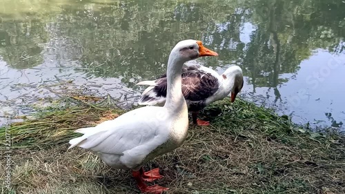 goose on the water