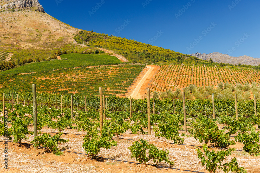 Obraz premium Sunlit vineyard rows with mountain backdrop