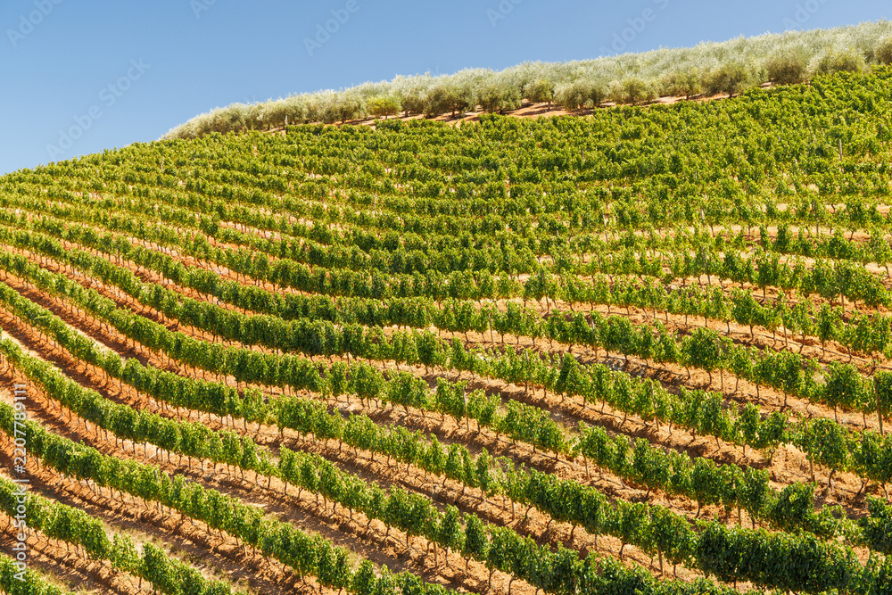 Obraz premium Sunlit vineyard rows in South Africa